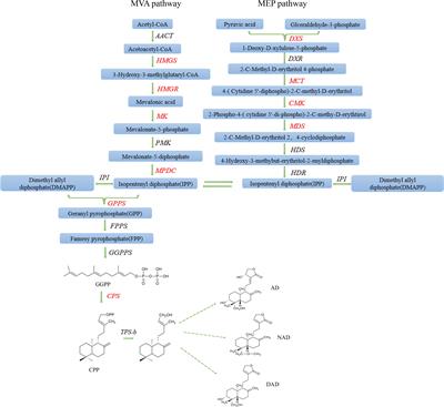 Endophytic fungus Colletotrichum sp. AP12 promotes growth physiology and andrographolide biosynthesis in Andrographis paniculata (Burm. f.) Nees